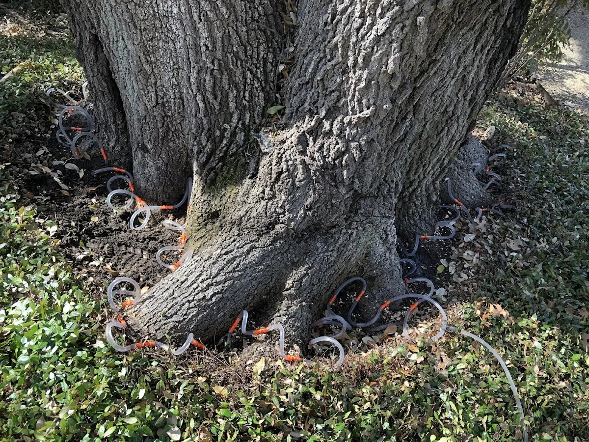 Detailed Tree Cabling and Bracing job site in Valley Falls