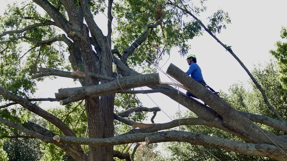 Professional Crown Thinning performed by certified arborists in Valley Falls