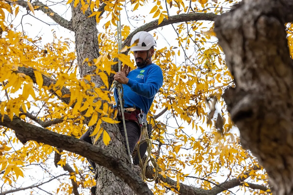 Skilled Tree Planting crew working in Valley Falls